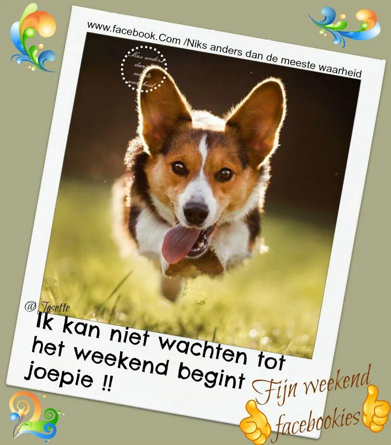 Blije corgi rent buiten met de tekst: "Ik kan niet wachten tot het weekend begint!"