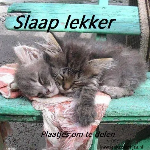 Twee schattige kittens die samen slapen op een dekentje.