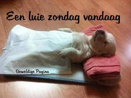 Een slapende puppy onder een deken, omringd door handdoeken.