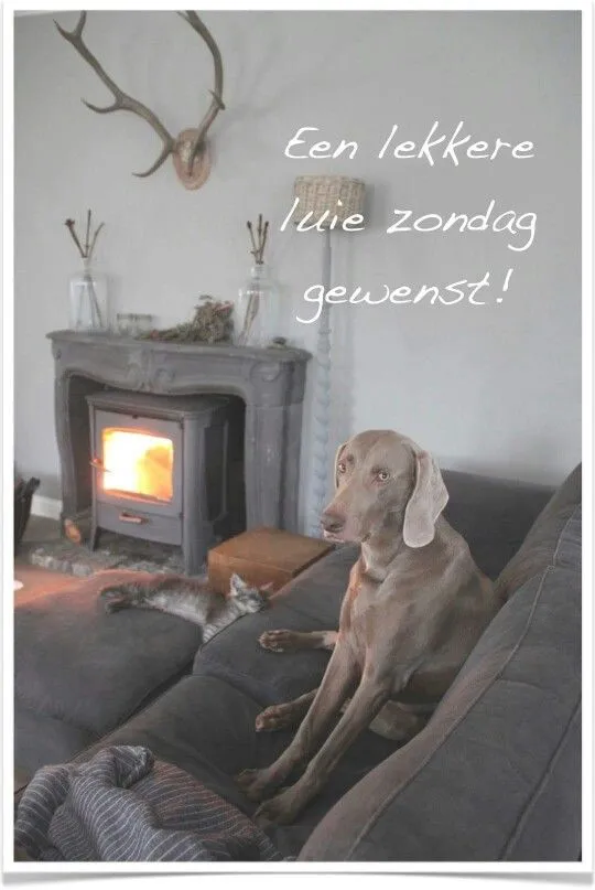 Huiselijke setting met een hond op de bank en een open haard.