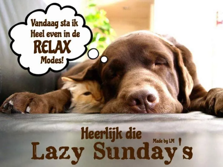 Hond en kat liggen samen ontspannen op een bank, met tekst over relaxen.