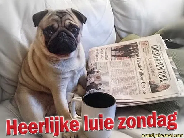 Een mopshond zit op een bank met een krant en een mok koffie.