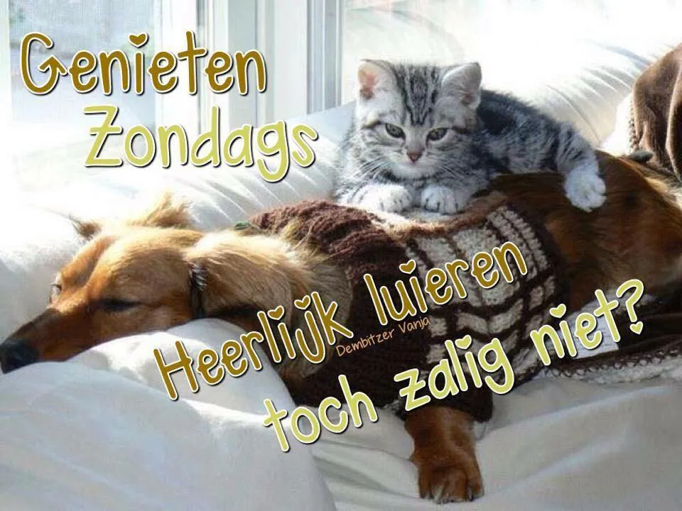 Een kat ligt op een hond die op een bank ligt, met tekst over genieten op zondag.