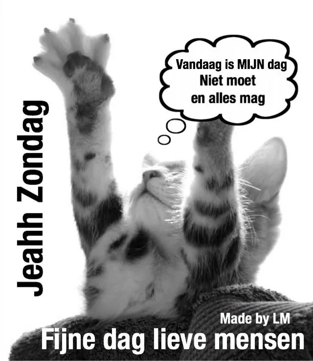 Zwart-witte kat met uitgestoken pootjes en tekstballon over zijn speciale dag.