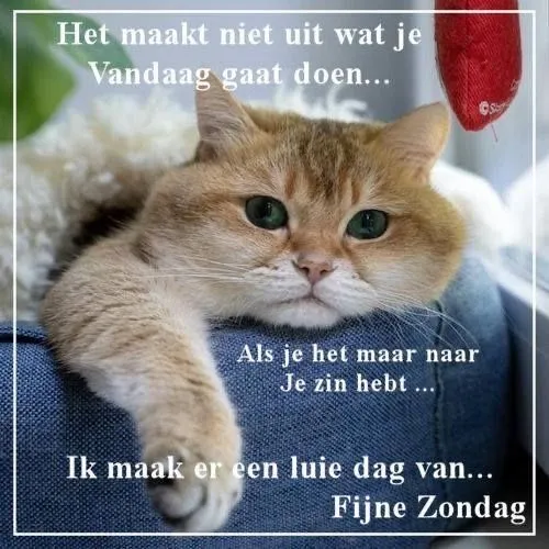Kattenkop met tekst over ontspannen op een zondag.