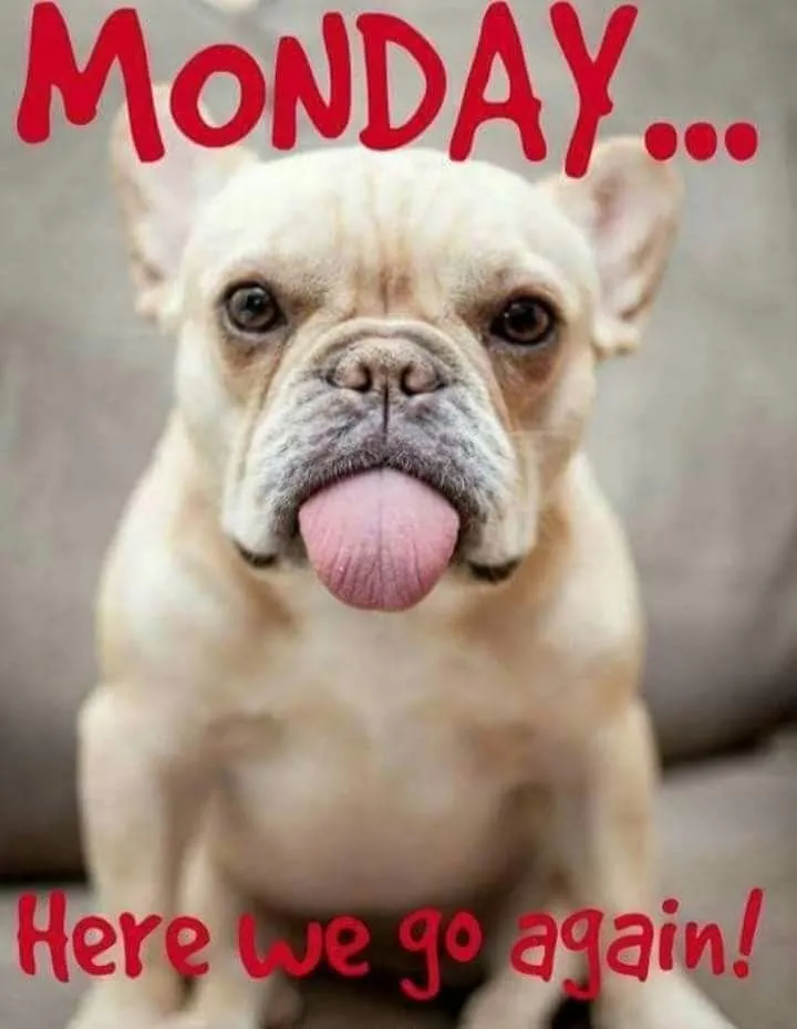 ᐅ maandag humor - Maandag plaatjes Een Franse bulldog kijkt met zijn tong uitgestoken, tekst over maandag erbij.