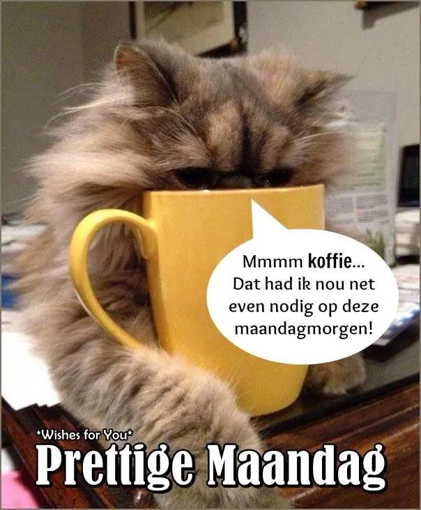 ᐅ maandag humor - Maandag plaatjes Kat die zijn hoofd in een koffie-groene mok steekt, met een vrolijke boodschap.