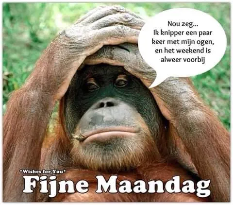 ᐅ maandag humor - Maandag plaatjes Orang-oetan met hand op het hoofd, spreekt over het snelle weekend. Fijne maandag!