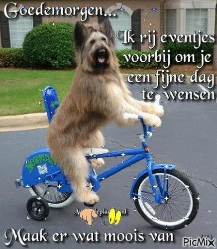 ᐅ maandag humor - Maandag plaatjes Hond op een fiets met de tekst "Goedemorgen, maak er wat moois van".