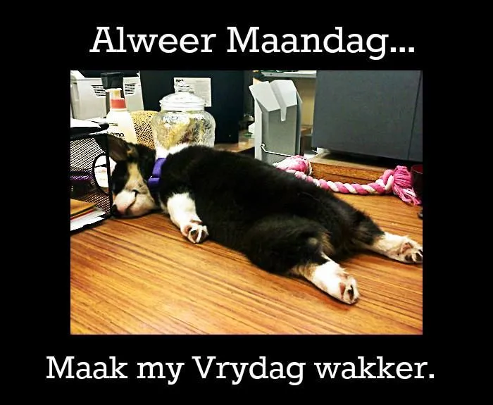 ᐅ maandag humor - Maandag plaatjes Een slapende hond op een bureau, omringd door kantoorartikelen.