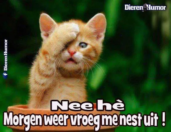 ᐅ maandag humor - Maandag plaatjes Een schattige kitten bedekt zijn gezicht met een poot, verdrietig over morgen.