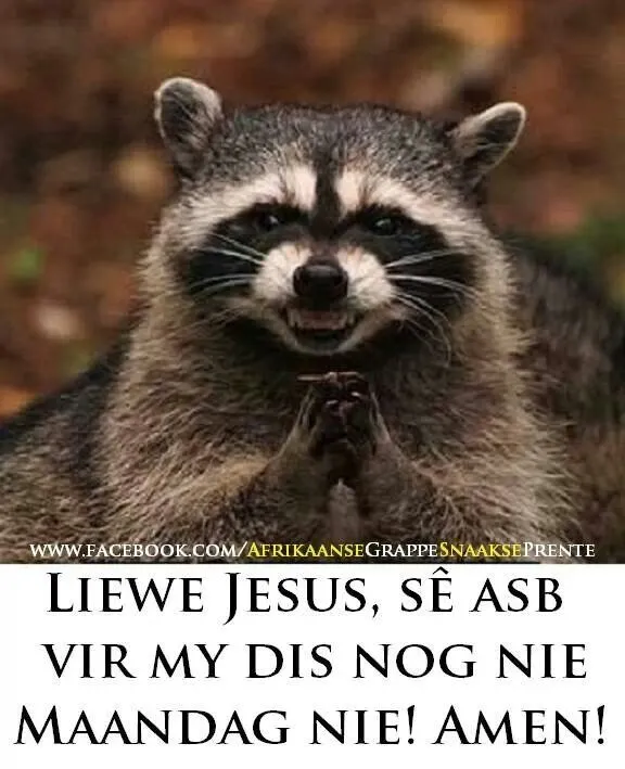 ᐅ maandag humor - Maandag plaatjes Een wasbeer met gevouwen handen, vraagt om hulp aan Jezus.