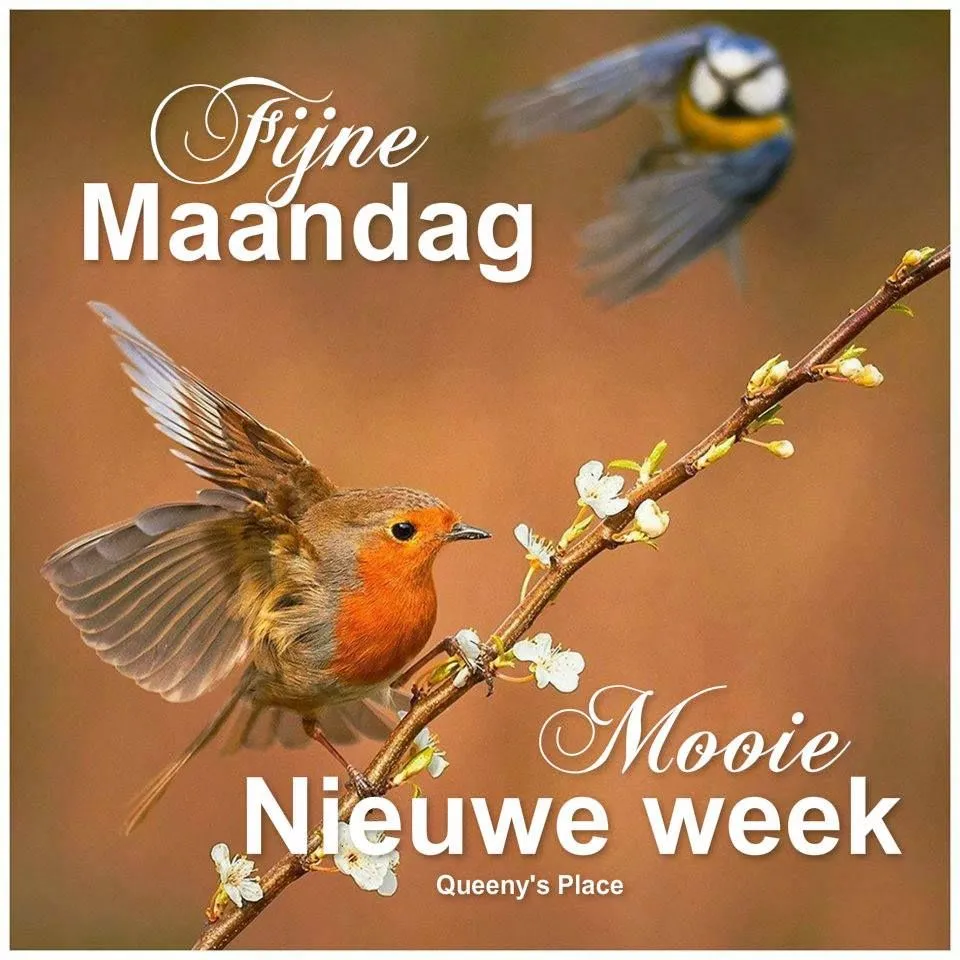 ᐅ maandag plaatjes - Maandag plaatjes ᐅ maandag plaatjes - Maandag plaatjes