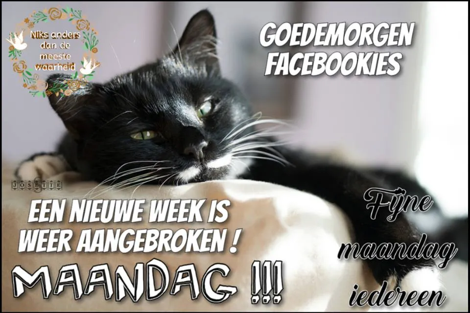 ᐅ mijnmaandag - Maandag plaatjes Zwarte kat ligt relaxed, tekst verwelkomt de maandag en Facebookgebruikers.