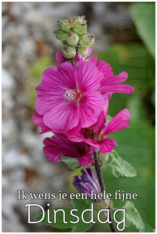 ᐅ mooie dinsdag wensen - Dinsdag plaatjes ᐅ mooie dinsdag wensen - Dinsdag plaatjes