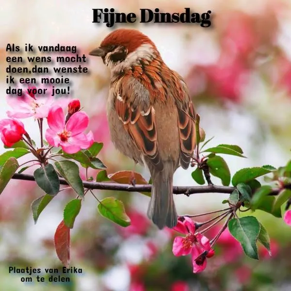 ᐅ mooie dinsdag wensen - Dinsdag plaatjes ᐅ mooie dinsdag wensen - Dinsdag plaatjes