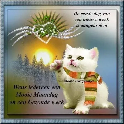 Een schattige kitten met een sjaal, met een positieve boodschap voor de week.