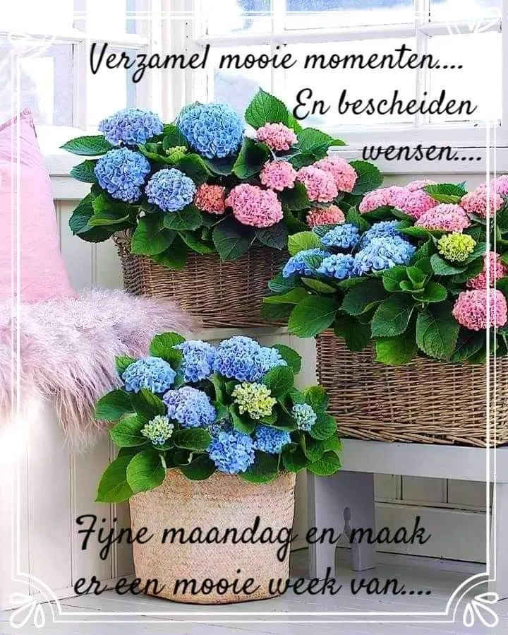 Vazen met kleurrijke hortensia's in een lichte ruimte met een inspirerende tekst.
