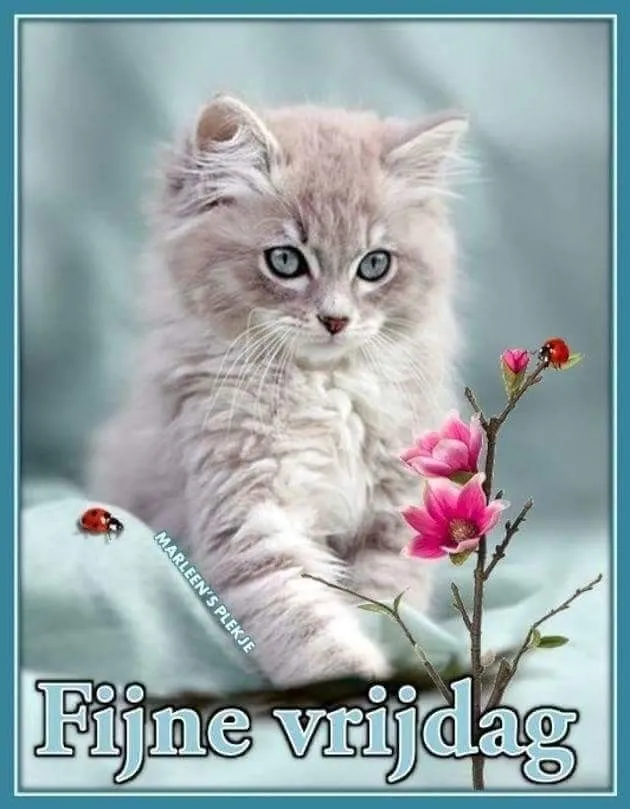 ᐅ mooie vrijdag - Vrijdag plaatjes