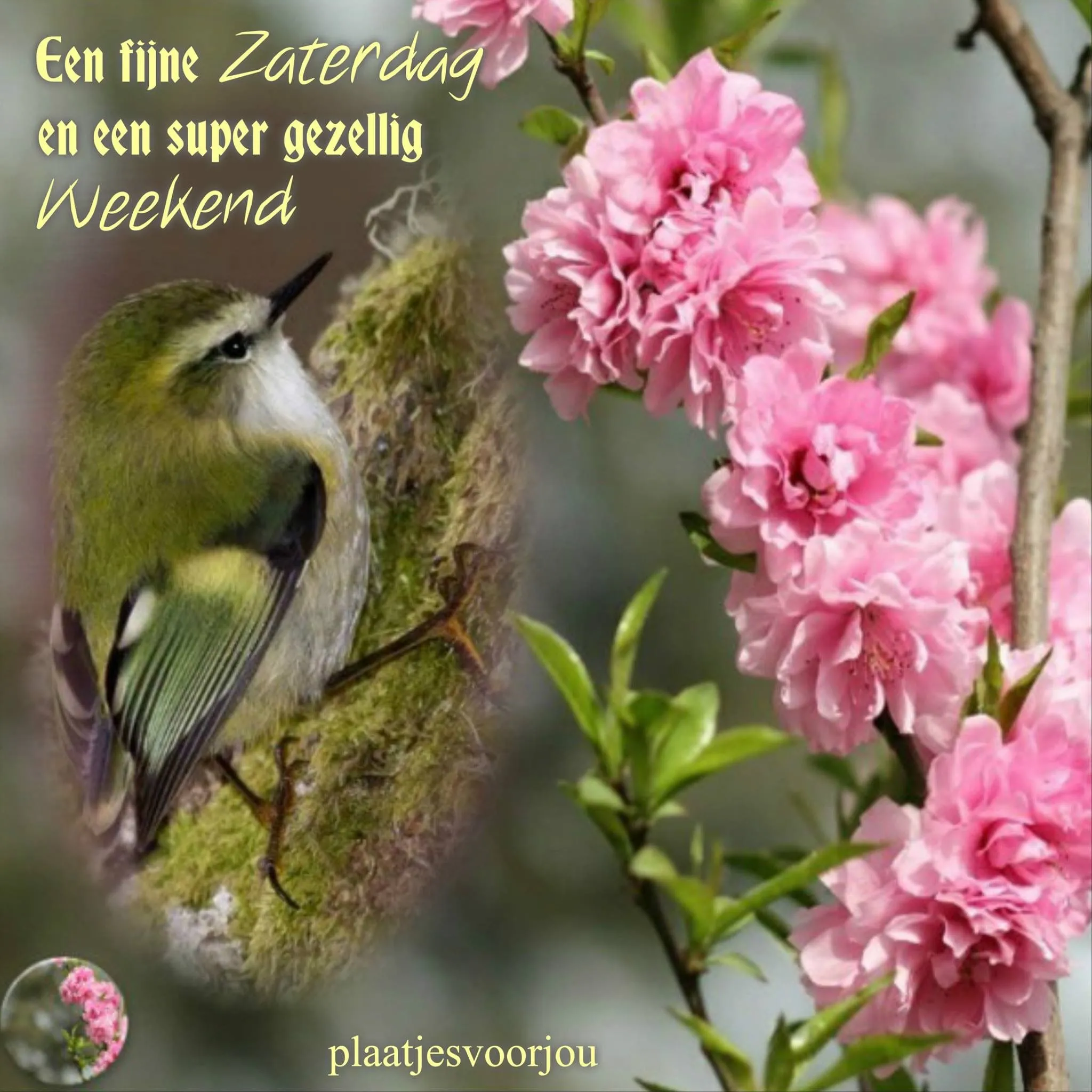 ᐅ mooie zaterdag - Zaterdag plaatjes Vogel op een nest met bloesems en de tekst 'Een fijne Zaterdag en een super gezellig Weekend'.