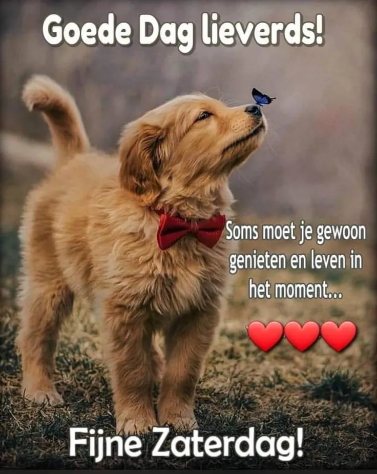 ᐅ mooie zaterdag - Zaterdag plaatjes Een schattige puppy met een vlinder en een strik, begroet de dag.