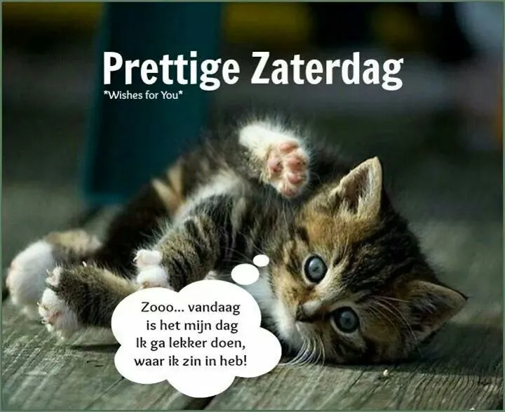 ᐅ mooie zaterdag - Zaterdag plaatjes Zwart-wit kitten ligt op zijn rug en kijkt nieuwsgierig naar de kijker.