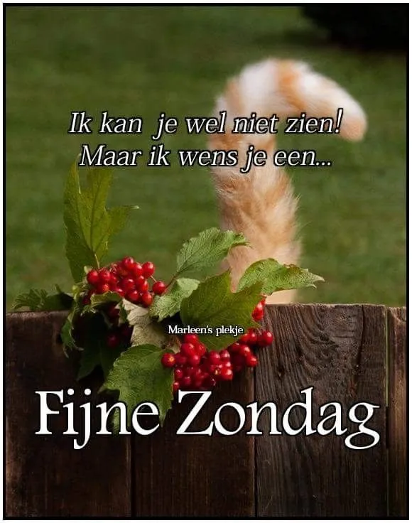 ᐅ mooie zondag - Zondag plaatjes Een kat met een witte staart kijkt boven een hek, met een feestelijke boodschap.