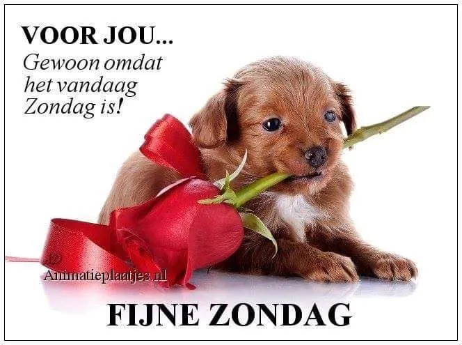 ᐅ mooie zondag - Zondag plaatjes Een schattige puppy met een roos en een strik, met de tekst 'Fijne Zondag'.
