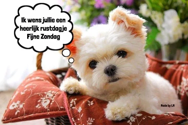 ᐅ mooie zondag - Zondag plaatjes Schattige hond ligt op een mand met een denkballon over een fijne zondag.