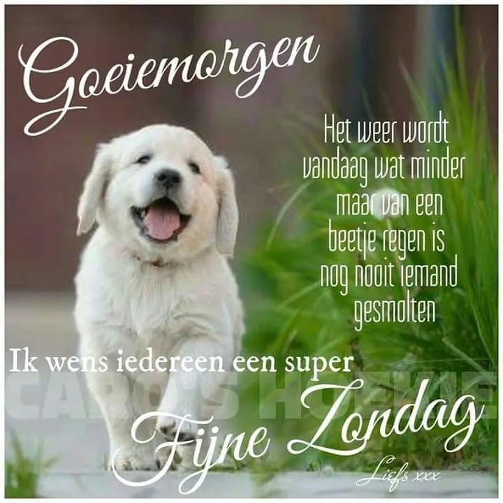 ᐅ mooie zondag - Zondag plaatjes Een blije puppy loopt in de zon met de tekst: "Goeiemorgen, fijne zondag!"