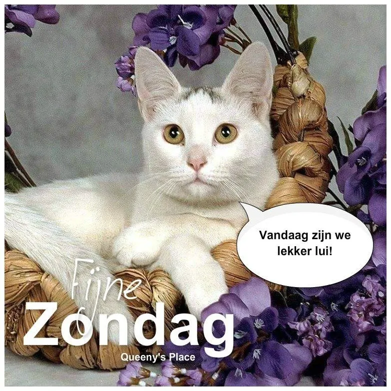 ᐅ mooie zondag - Zondag plaatjes Witte kat ligt ontspannen in een mand omringd door paarse bloemen.