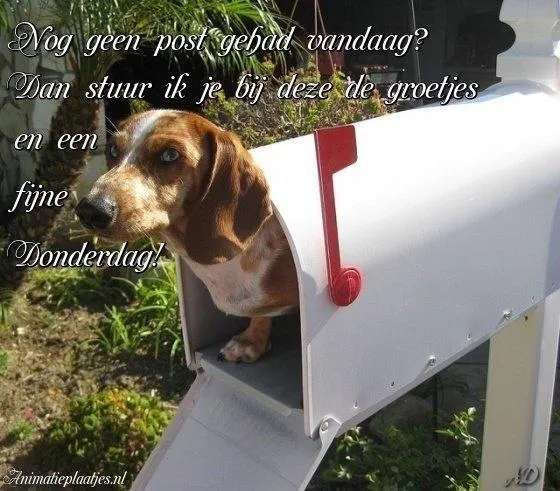 ᐅ morgen vrijdag - Vrijdag plaatjes Een teckel in een brievenbus met een boodschap over groeten en de donderdag.