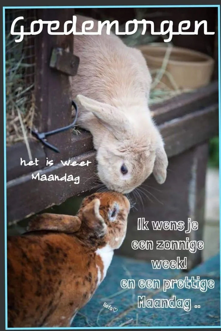 ᐅ plaatje maandag - Maandag plaatjes