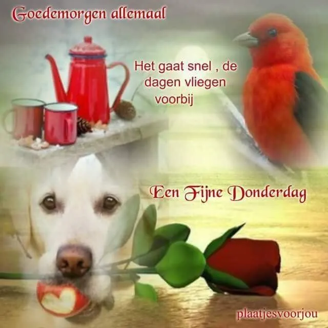 Een witte hond met een roos en een rood vogeltje, met tekst voor een fijne donderdag.
