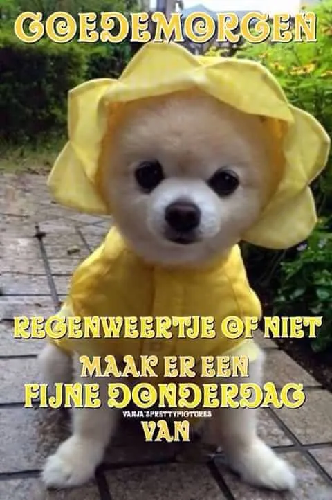 Een schattige hond in een gele regenjas met de tekst "Goedemorgen".