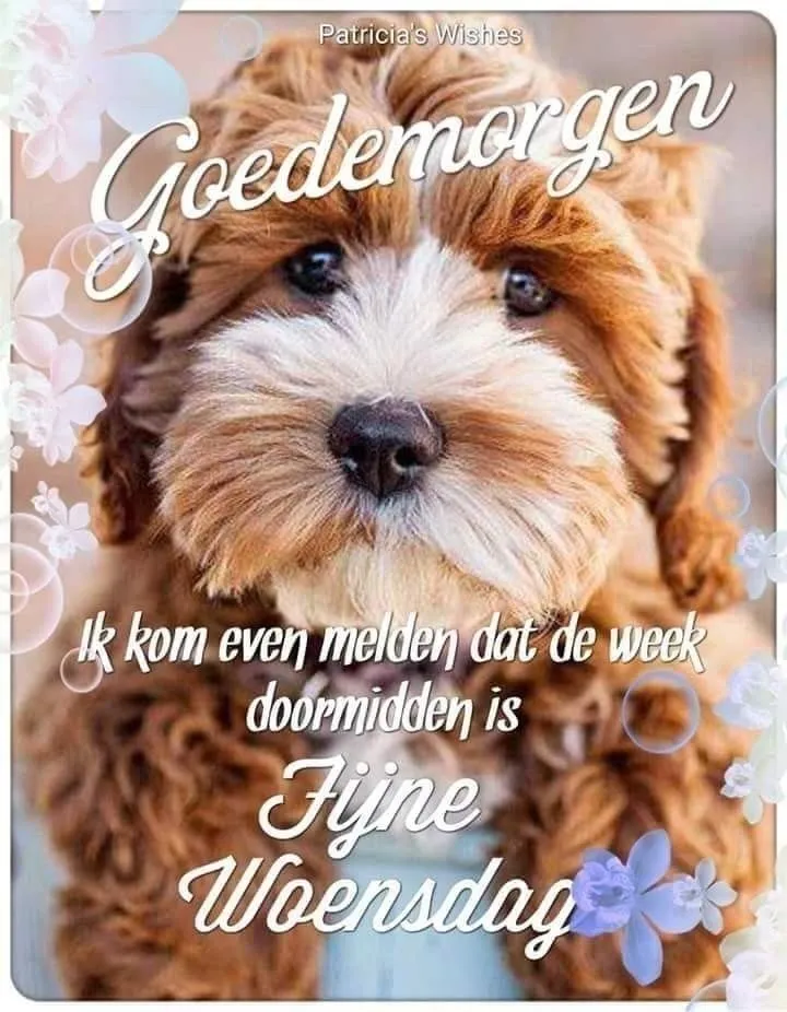 Hond met schattige krullen, tekst biedt goede morgen en fijne woensdag wensen.