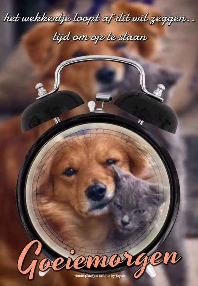 Een gouden retriever en een kat kijken samen naar een wekker, met de tekst "Goeiemorgen".
