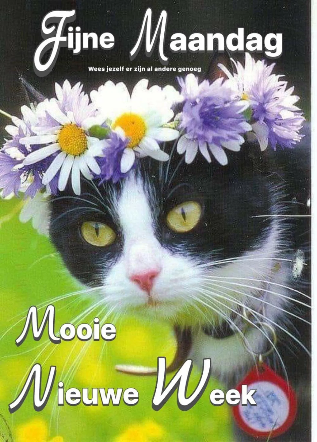 Zwarte kat met bloemenkrans in een groene omgeving, tekst: "Fijne Maandag".