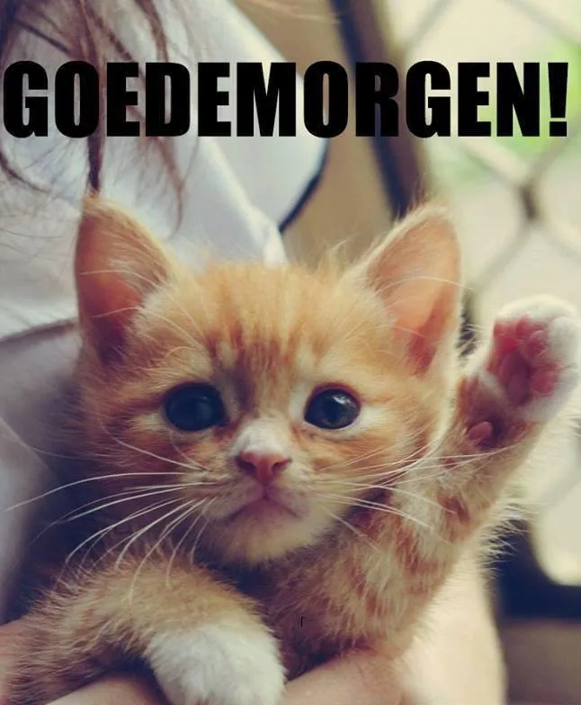 Een schattige kitten steekt zijn poot omhoog met de tekst "GOEDEMORGEN!" op de achtergrond.