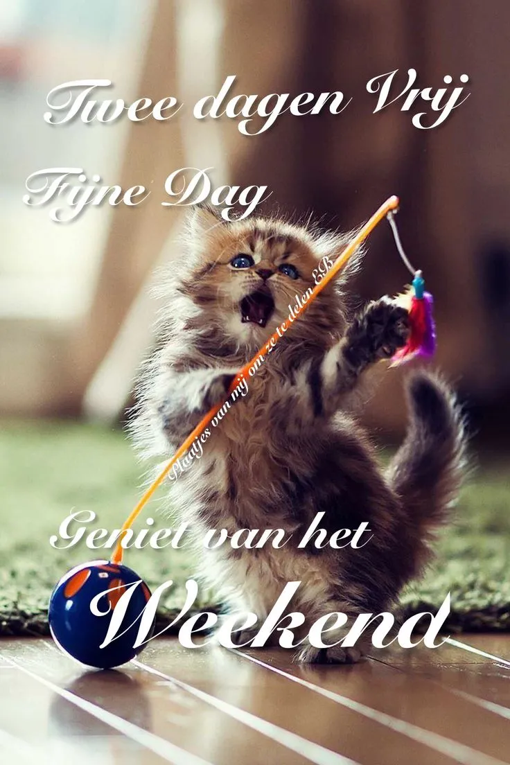 Een speelse kitten met een speelgoedje, met tekst over het weekend.
