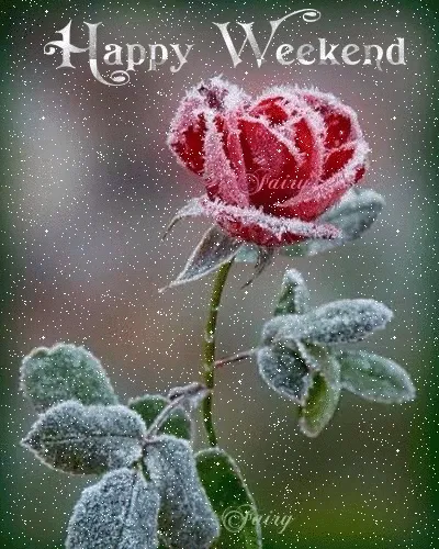 Een gefotografeerde roos bedekt met rijp, met een tekst "Happy Weekend".