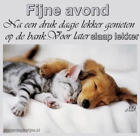 ᐅ slaap lekker kus - Welterusten plaatjes Een kat en een hond slapen samen op de bank. Rustige en gezellige avond.
