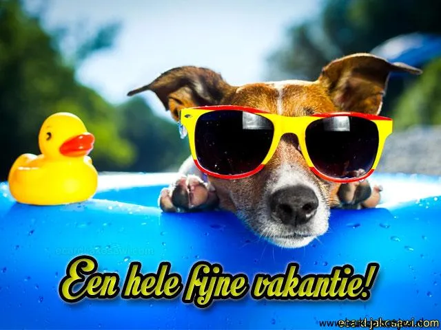 Een hond met zonnebril op een luchtbed met een gele rubberen eendjes.