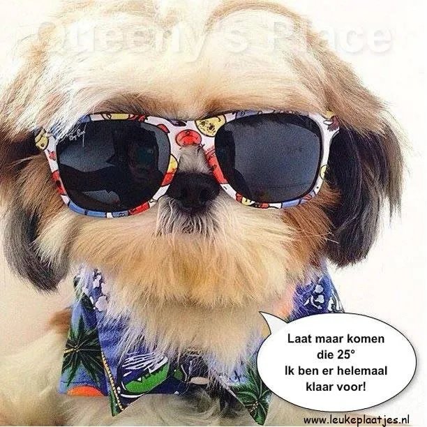 Hond in zonnebril en Hawaiian shirt, spreekt over het weer.