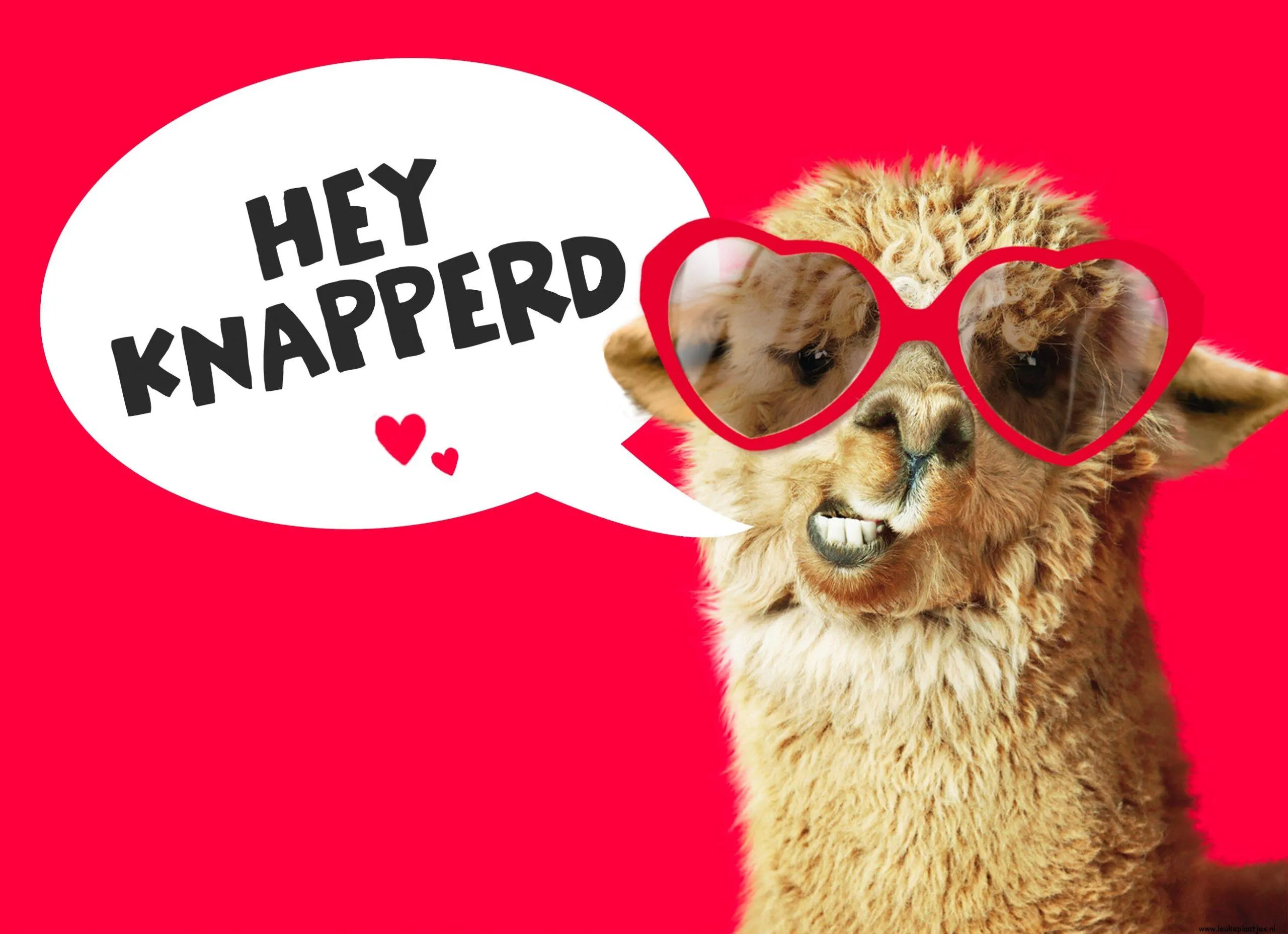 ᐅ valentijn humor tekst - Valentijnsdag plaatjes Alpaca met hartvormige bril en tekstballon: "Hey knapperd". Achtergrond is felrood.