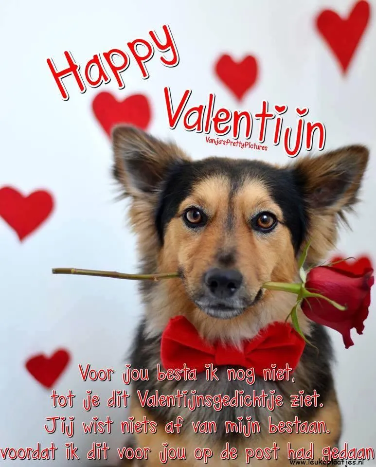 Hond met een roos, omringd door harten, met een Valentijnsboodschap.