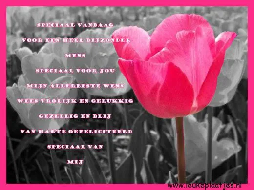 Een roze tulp met tekst voor een bijzonder iemand op een kleurrijke achtergrond.
