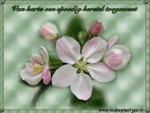 Bloeiende appelbloesem met een wens voor spoedig herstel.