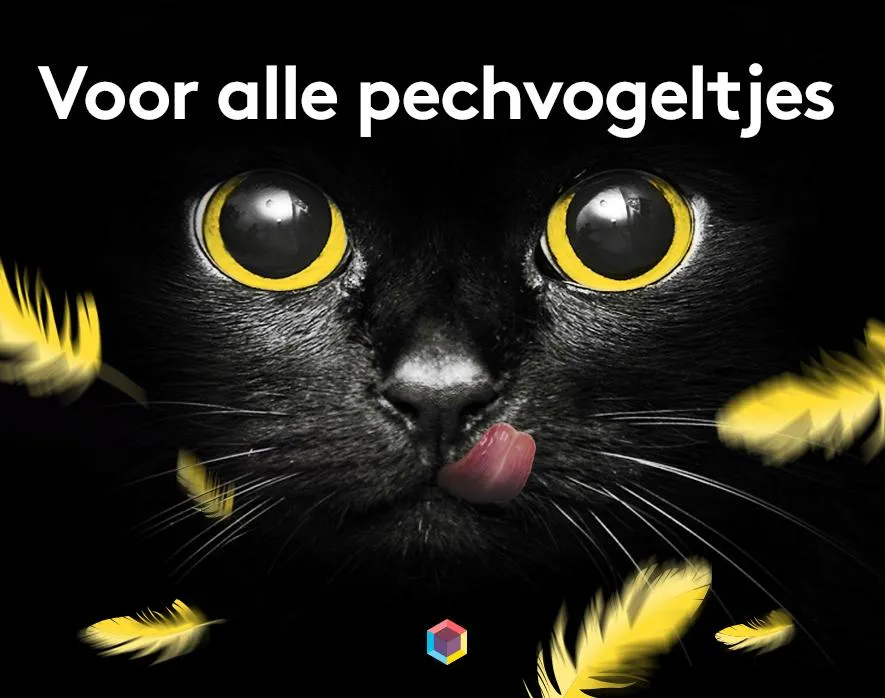 Zwarte kat met grote gele ogen en een speelse tong, omringd door veren.