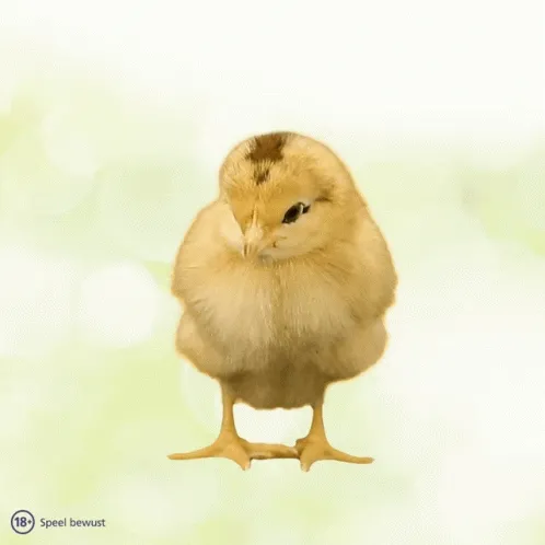 Een schattige kuikentje met een donzige vacht staat op twee pootjes.